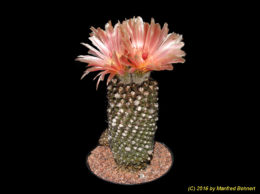 Eriosyce napina subsp. lembkei 676